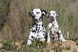 DALMATIEN